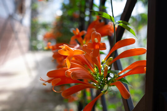 Close up of vibrant orange flamevine flowers climbing on black trellis in home garden. Beautiful blooming Pyrostegia Venusta floral background. Daylight