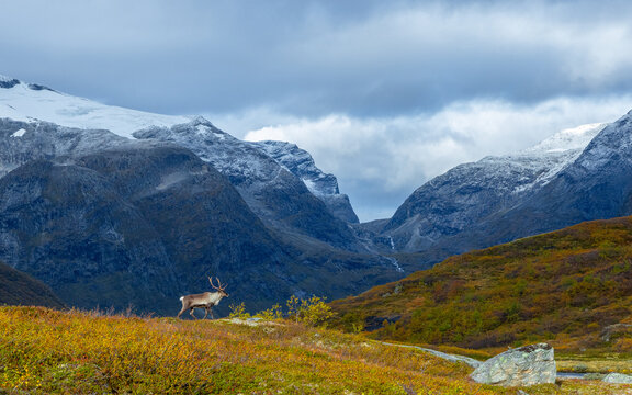 View of a reindeer standing in a grassy field with autumn colors, set against a backdrop of dramatic, snow-dusted mountains near Trollstigen in Valldal, More og Romsdal, Norway.