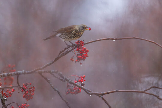 View of a fieldfare bird perched on a rowan branch holding a red berry in its beak during a misty autumn day in Valldal, More og Romsdal, Norway.