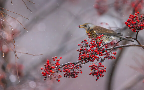 View of a fieldfare bird perched on a branch eating red rowan berries during a rainy day in Valldal, More og Romsdal, Norway.
