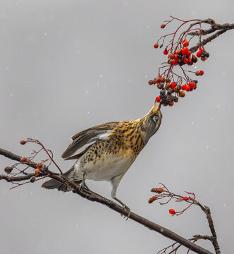 View of a fieldfare bird perched on a branch, feeding on bright red rowan berries during a light snowfall in Valldal, More og Romsdal, Norway.