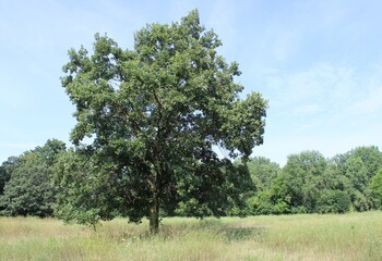 Single swamp white oak in a field at Linne Woods in Morton Grove, Illinois © John