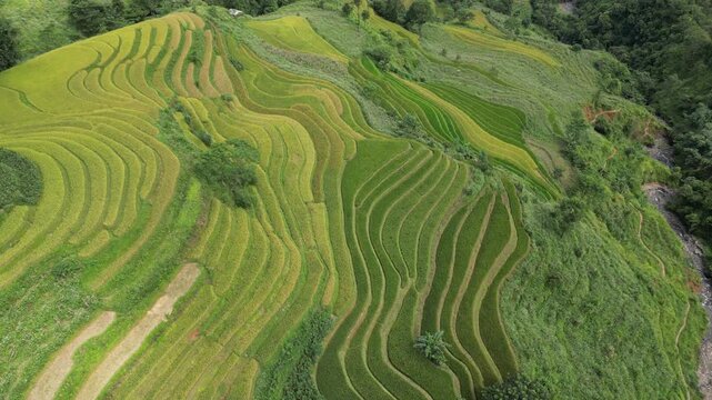 Aerial View of Green Rice Terrace Fields in Ha Giang, Vietnam