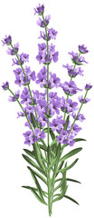 Fototapeta premium Purple Lavender Flowers Bouquet Illustration Isolated on Transparent, AI Generated