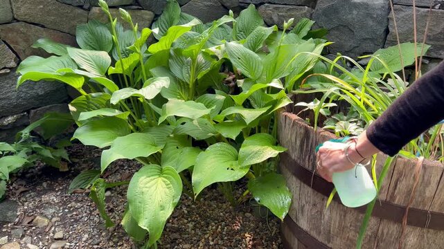 Person misting green hosta plants with a spray bottle in garden