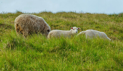Ewe and Lambs, Shetland Grassland © dbvirago