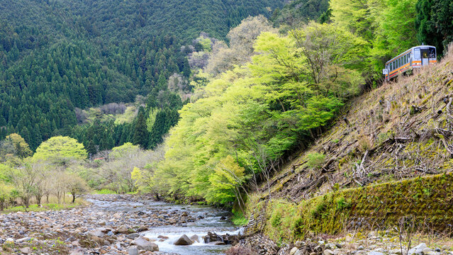 新緑に包まれた深山の静寂を破って因美線の気動車がまつぼうき橋梁に向かう