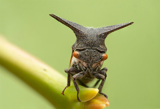 treehopper on green background