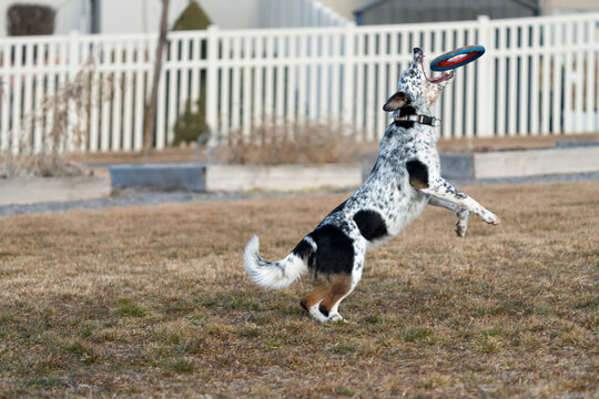 View of an Australian Cattle Dog mix jumping to catch a frisbee disc in a residential backyard in Lehi, Utah, United States.