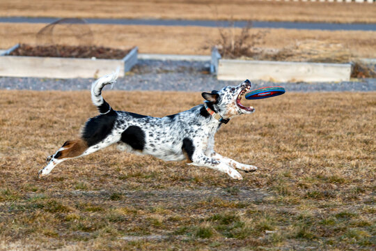View of an Australian Cattle Dog catching a frisbee disc in a field in Lehi, Utah, United States.