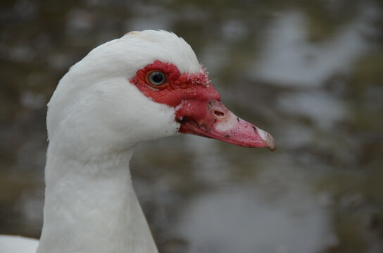 Close-Up Profile Portrait of a White Domestic Duck