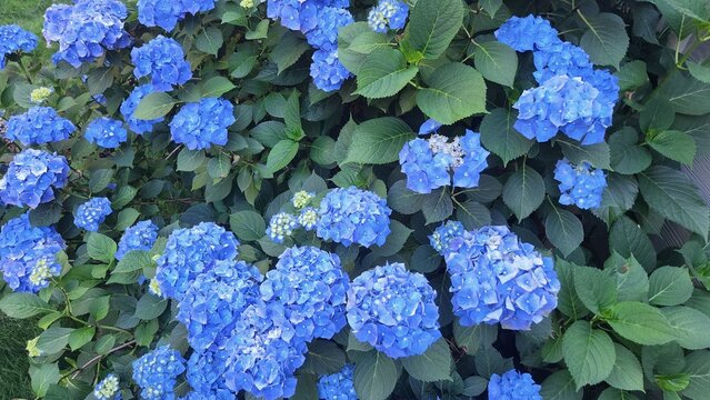 blue hydrangea flowers