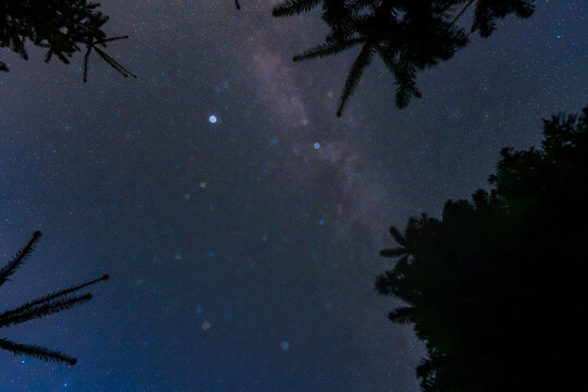 View of a starry sky with the Milky Way visible above silhouetted pine tree branches in Hjelmelandsvagen, Rogaland, Norway.