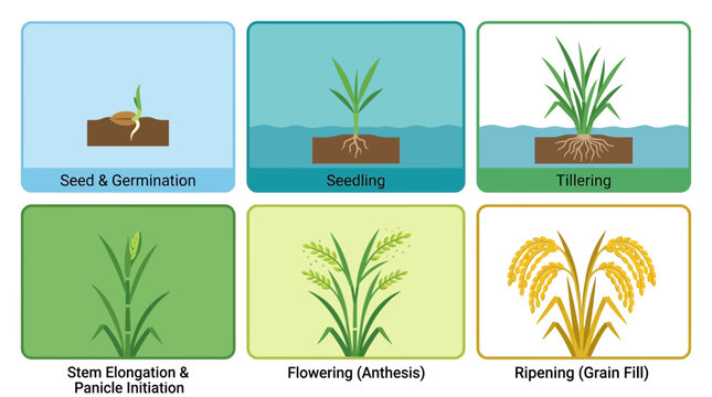 Rice growth stages diagram illustrating germination seedling tillering elongation flowering and ripening processes.