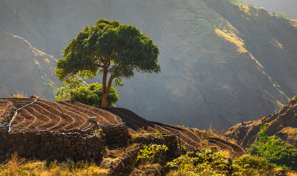 View of terraced farming with irrigation pipes and a large tree on the slopes of Santo Antao in Alto Mira, Porto Novo, Cabo Verde.