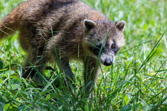 A rough-looking raccoon (Procyon lotor) in Bonita Springs, Florida