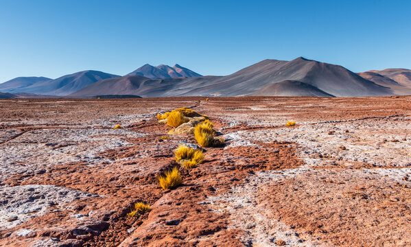 View of Piedras Rojas with arid volcanic landscape, sparse yellow bunchgrass, and rugged red rocky terrain under a clear blue sky in San Pedro de Atacama, Antofagasta, Chile.