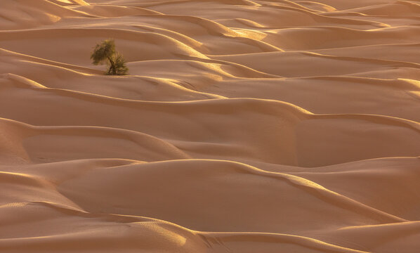 View of the Sahara Desert with rolling sand dunes and a solitary tree illuminated by the warm light of the golden hour in Douz, Kebili Governorate, Tunisia.