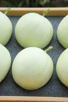 Fresh White Melons from Nanhui Shandong China in Wooden Crate Display