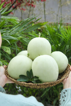 Fresh Green Melons in Basket from Shandong Nanhui China - Organic Farm Produce Supply