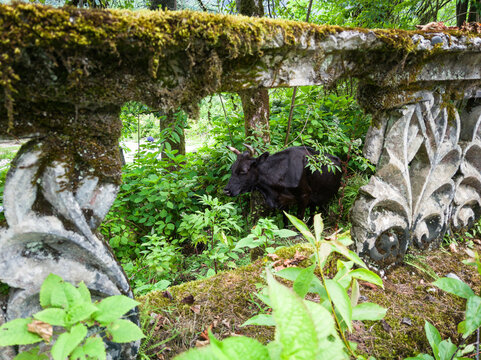 Black cow standing in lush green vegetation viewed through a ruined stone balustrade. Moss covered ornate architectural frame in city of Akarmara, Abkhazia. Abandoned nature landscape