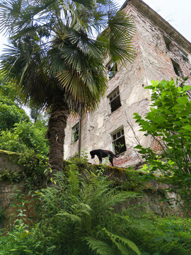 Vertical photo of a black dog standing on a ledge by an abandoned building, Akarmara, Abkhazia. Stray animal exploring ruined architecture overgrown with palm trees and ferns