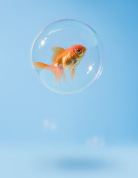 Goldfish inside floating bubble on light blue background surreal concept