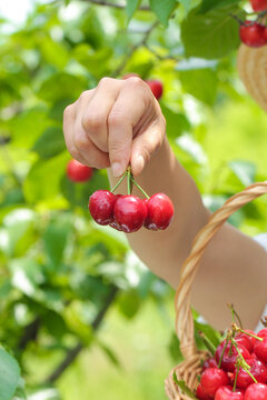 Fresh Red Cherries Hand Picked from Orchard in Yantai Shandong China with Basket