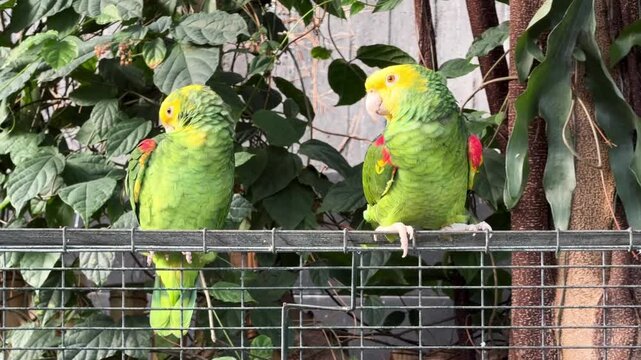 Two green Amazon parrots perched on a fence inside Bloedel Conservatory in Vancouver, tropical birds with yellow head and red wings among lush foliage.