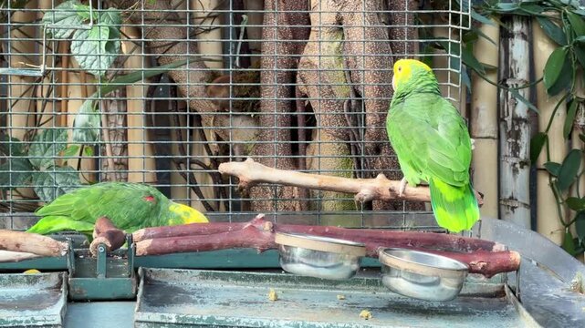 Two green Amazon parrots in an aviary at Bloedel Conservatory in Vancouver, tropical birds perched on wooden branches with yellow heads inside enclosure.
