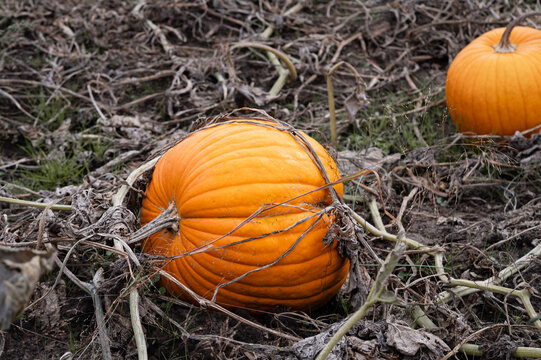 Orange pumpkins on dying vines in a field