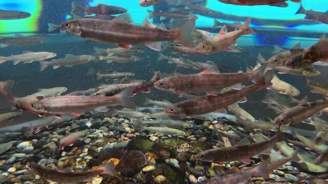 School of trout fish swimming underwater in aquarium over pebble bottom, freshwater fish with spotted patterns gliding together in clear blue water tank.