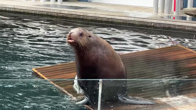 Sea lion posing on wooden platform during feeding and training at aquarium, marine mammal stretching upright with flipper raised showing wet brown fur.