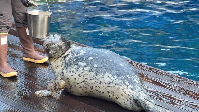 Spotted harbor seal on wooden dock beside keeper with feeding bucket, marine mammal reaching toward metal pail during feeding time at aquarium pool.