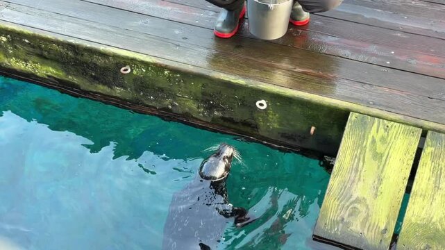 Zookeeper feeding harbor seal from wooden dock, seal reaching up from water toward keeper's gloved hand as marine mammal receives fish at aquarium.