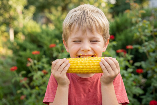 Cheerful little boy eating fresh corn on the cob outdoors