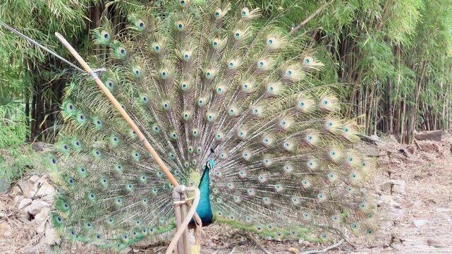 the magical color changing of blue peacock feathers when it dances, indian peafowl mating dance footage