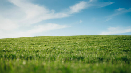 Obraz premium Green grass field under a bright blue sky with soft clouds and shallow depth of field