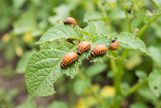 Plump orange beetle larvae with black spots feeding on green leaves