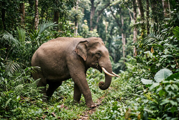 Fototapeta premium Large adult elephant walking through a dense green tropical forest while feeding on foliage