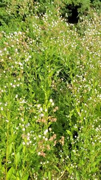 Close Up Of White Flowers Growing In Natural Meadow
