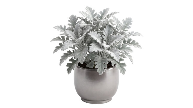 Set of three silver dusty miller plants in modern gray ceramic pots isolated on white background with copy space for design, decor, nature, botany and gardening