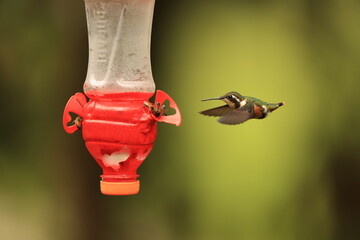 The white-bellied woodstar (Chaetocercus mulsant) is a species of hummingbird in tribe Mellisugini of subfamily Trochilinae, the "bee hummingbirds".This photo was taken in North Peru. © feathercollector