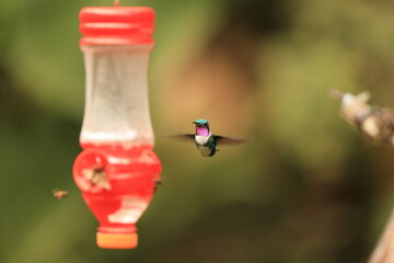 The white-bellied woodstar (Chaetocercus mulsant) is a species of hummingbird in tribe Mellisugini of subfamily Trochilinae, the "bee hummingbirds".This photo was taken in North Peru. © feathercollector