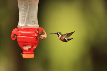 The white-bellied woodstar (Chaetocercus mulsant) is a species of hummingbird in tribe Mellisugini of subfamily Trochilinae, the "bee hummingbirds".This photo was taken in North Peru. © feathercollector