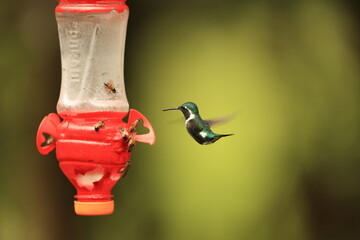 The white-bellied woodstar (Chaetocercus mulsant) is a species of hummingbird in tribe Mellisugini of subfamily Trochilinae, the "bee hummingbirds".This photo was taken in North Peru. © feathercollector