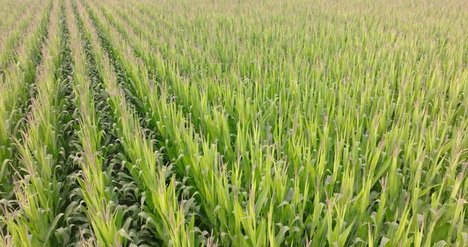 Vibrant green color shows good health
