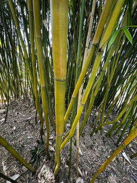 Wild Grown Bamboo