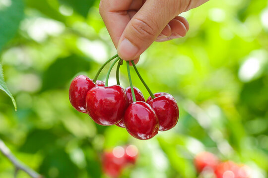Fresh Red Cherries Being Picked by Hand from Tree - Beautiful Early Summer Harvest from Shandong