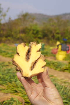 Fresh Shandong Ginger Root Slices in Hands - Natural Seasoning Produce from Chinese Farm Fields